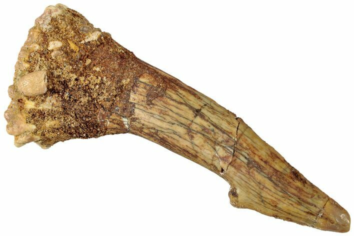 Fossil Sawfish (Onchopristis) Rostral Barb - Morocco #311226